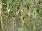 dscn1552 * BOSRIETZANGER - ÉNEKES NÁDIPOSZÁTA - MARSH WARBLER - SUMPFROHRSÄNGER_ACROCEPHALUS PALUSTRIS ----
Oostvaardersplassen (NL); Jan van den Boschpad