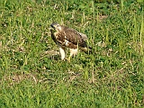 P1050838 * Oostvaardersplassen; Jan van den Boschpad (NL)