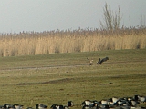 dscn3143 * Oostvaardersplassen; Jan van den Boschpad (NL)
