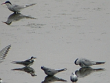 dscn1092 * + VISDIEF - KÜSZVÁGÓ CSÉR - COMMON TERN - FLUSSEESCHWALBE - STERNA HIRUNDO/
_____
Oostvaardersdijk (NL); HM12
