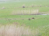 P1010110 * Oostvaardersplassen (NL); Kleine Praambult