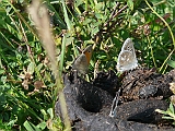 P1020833 * Budapest (HU) Hármashatarhegy (+POLYOMMATUS DORYLAS)